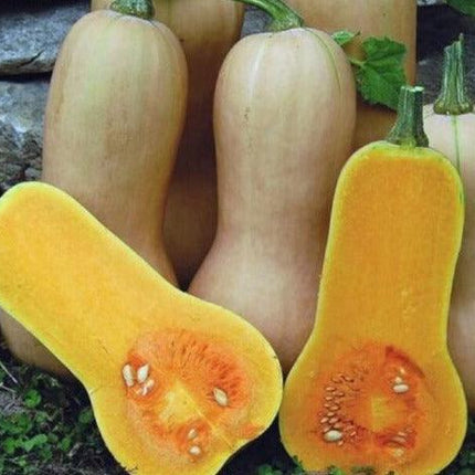 75 Waltham Butternut Winter Squash Seeds - Seed World