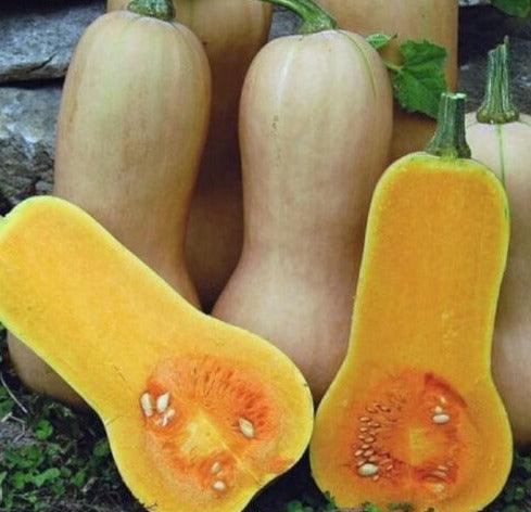75 Waltham Butternut Winter Squash Seeds - Seed World