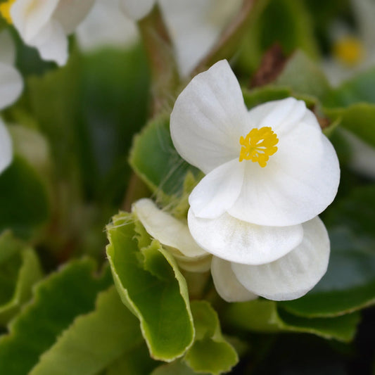 75 White Begonia - Wax (Begonia Semperflorens) Seeds - Seed World