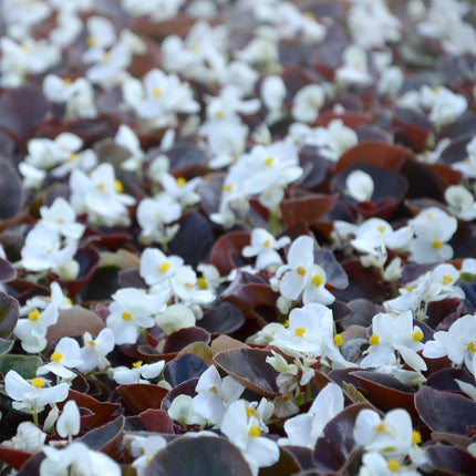 75 White Begonia - Wax (Begonia Semperflorens) Seeds - Seed World