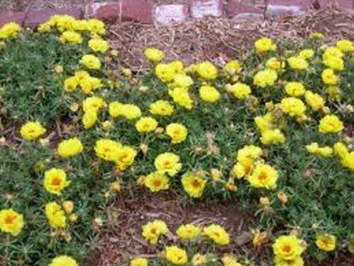 75 Yellow Moss Rose - Portulaca Seeds - Seed World