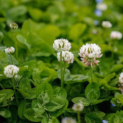 White flowers with green leaves in a natural setting
