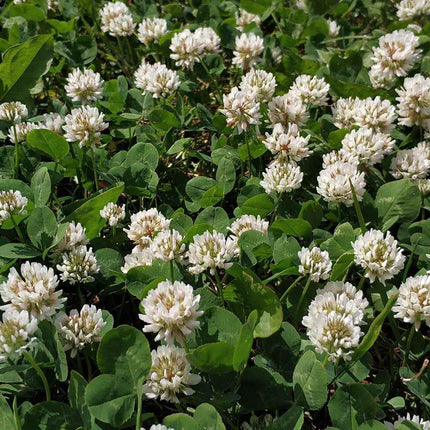 White flowers with green leaves on a field