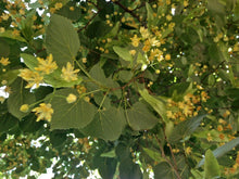 8 American Linden Tree Seeds - Seed World