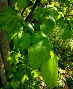 8 American Linden Tree Seeds - Seed World