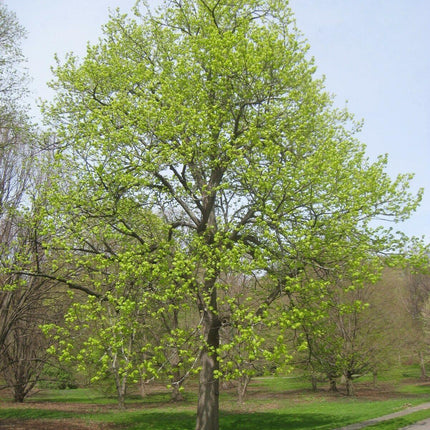 8 American Linden Tree Seeds - Seed World