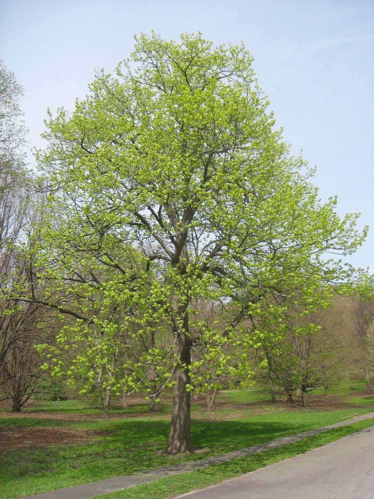 8 American Linden Tree Seeds - Seed World