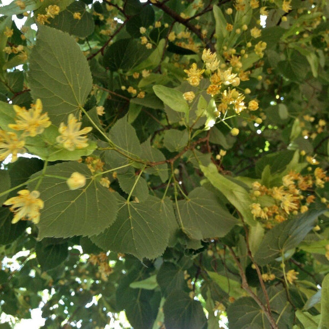 8 American Linden Tree Seeds - Seed World