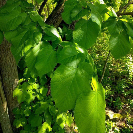 8 American Linden Tree Seeds - Seed World