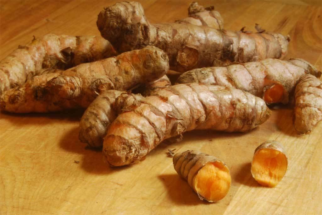 8 Turmeric Curcuma Longa  Root To Plant - Seed World