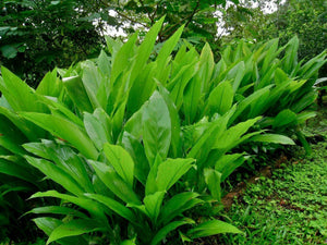 8 Turmeric Curcuma Longa  Root To Plant - Seed World