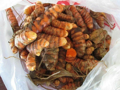 8 Turmeric Curcuma Longa  Root To Plant - Seed World