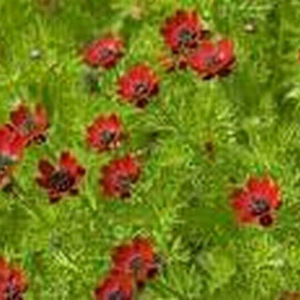 80 Adonis Pheasant's Eye Seeds - Seed World