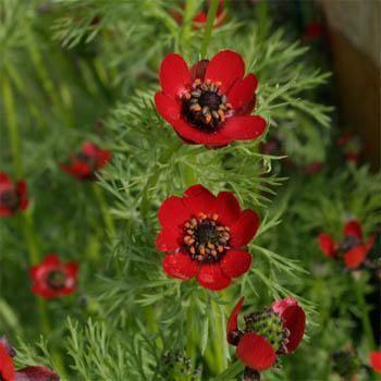 80 Adonis Pheasant's Eye Seeds - Seed World