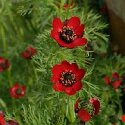 80 Adonis Pheasant's Eye Seeds - Seed World