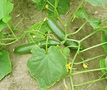 80 Cucumber King of Salad Seeds - Seed World