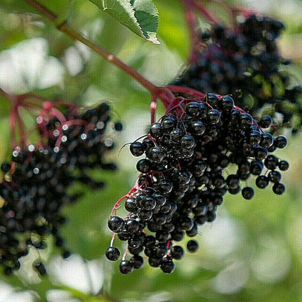 80 European Black Elderberry Seeds - Seed World