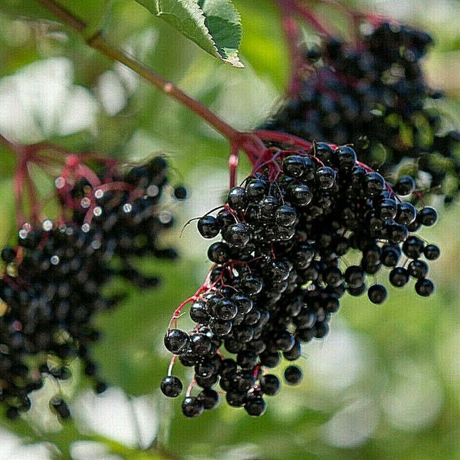 80 European Black Elderberry Seeds - Seed World