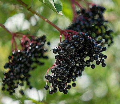 80 European Black Elderberry Seeds - Seed World