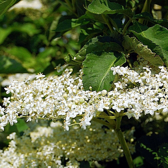 80 European Black Elderberry Seeds - Seed World