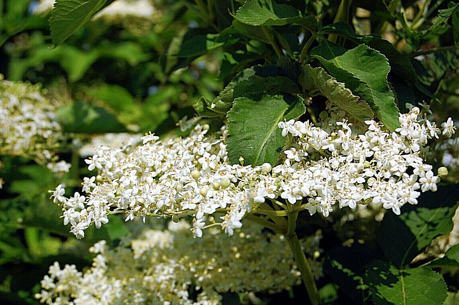 80 European Black Elderberry Seeds - Seed World