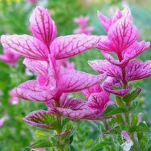 80 Pink Sunday Annual Clary Sage | Salvia Viridis Herb Flower Seeds - Seed World