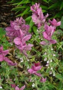 80 Pink Sunday Annual Clary Sage | Salvia Viridis Herb Flower Seeds - Seed World