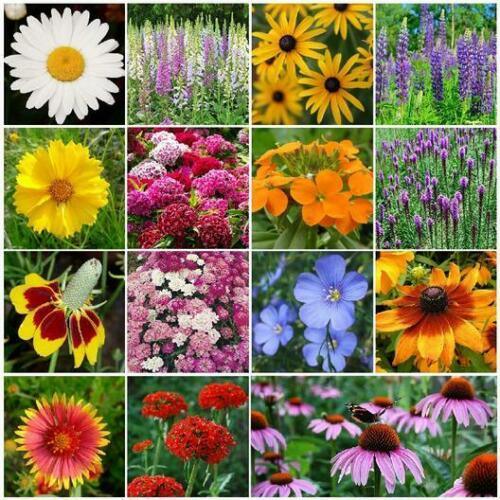 800 All Perennial Mix 15 Species Flowers - Seed World