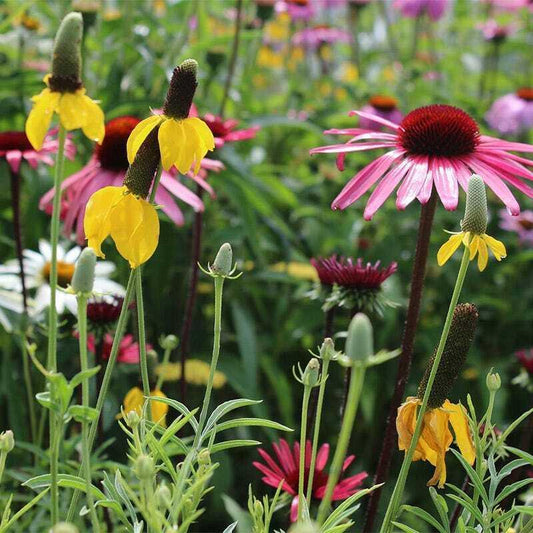 800 All Perennial Mix 15 Species Flowers - Seed World