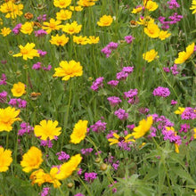 800 All Perennial Mix 15 Species Flowers - Seed World