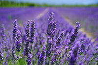 800 Common English Lavender Seeds - Seed World