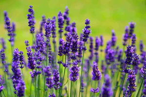 800 Common English Lavender Seeds - Seed World