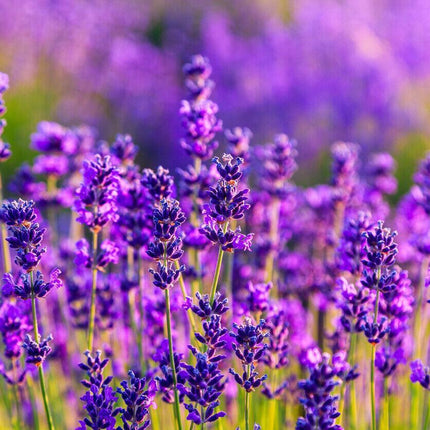 800 Common English Lavender Seeds - Seed World