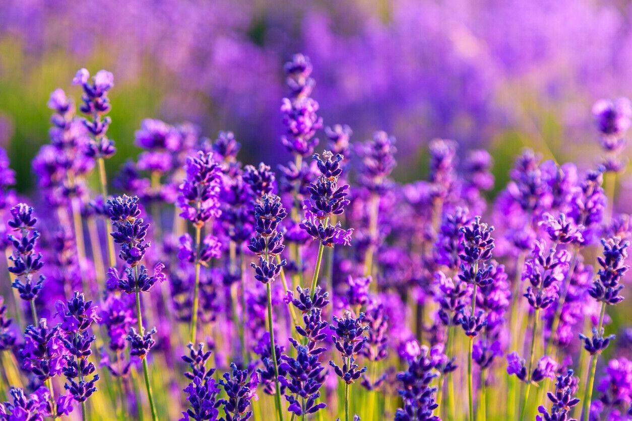 800 Common English Lavender Seeds - Seed World