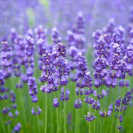 800 Common English Lavender Seeds - Seed World