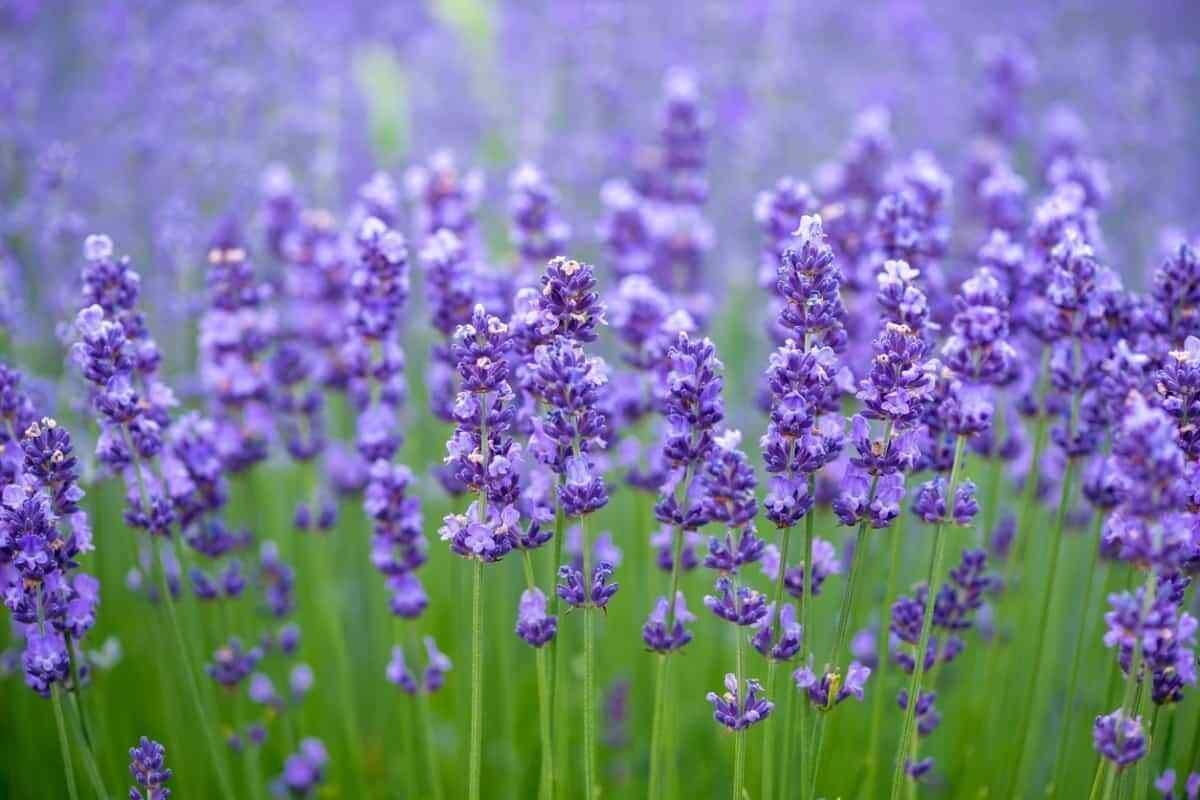 800 Common English Lavender Seeds - Seed World