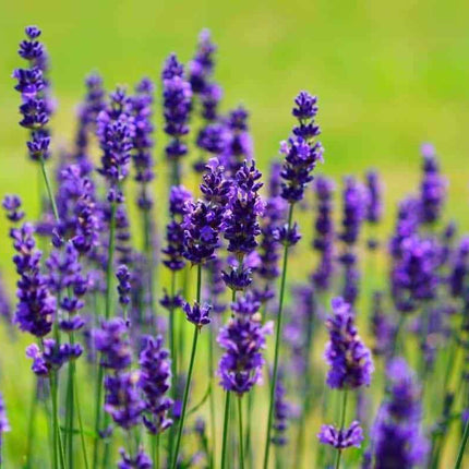 800 Common English Lavender Seeds - Seed World