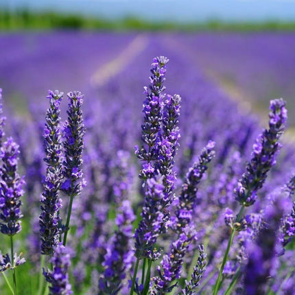 800 Common English Lavender Seeds - Seed World