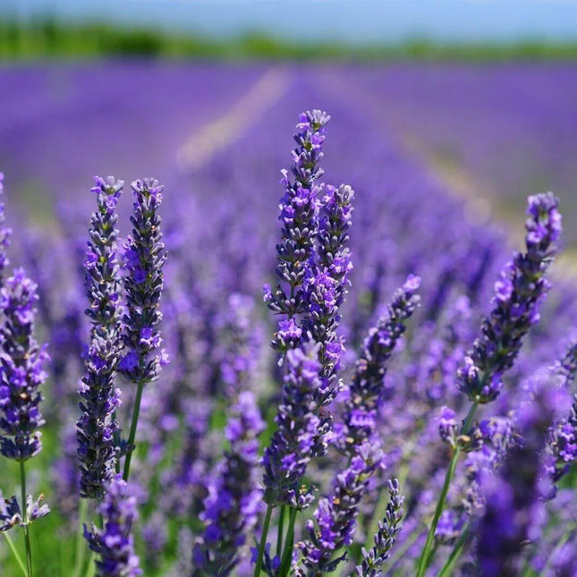 800 Common English Lavender Seeds - Seed World