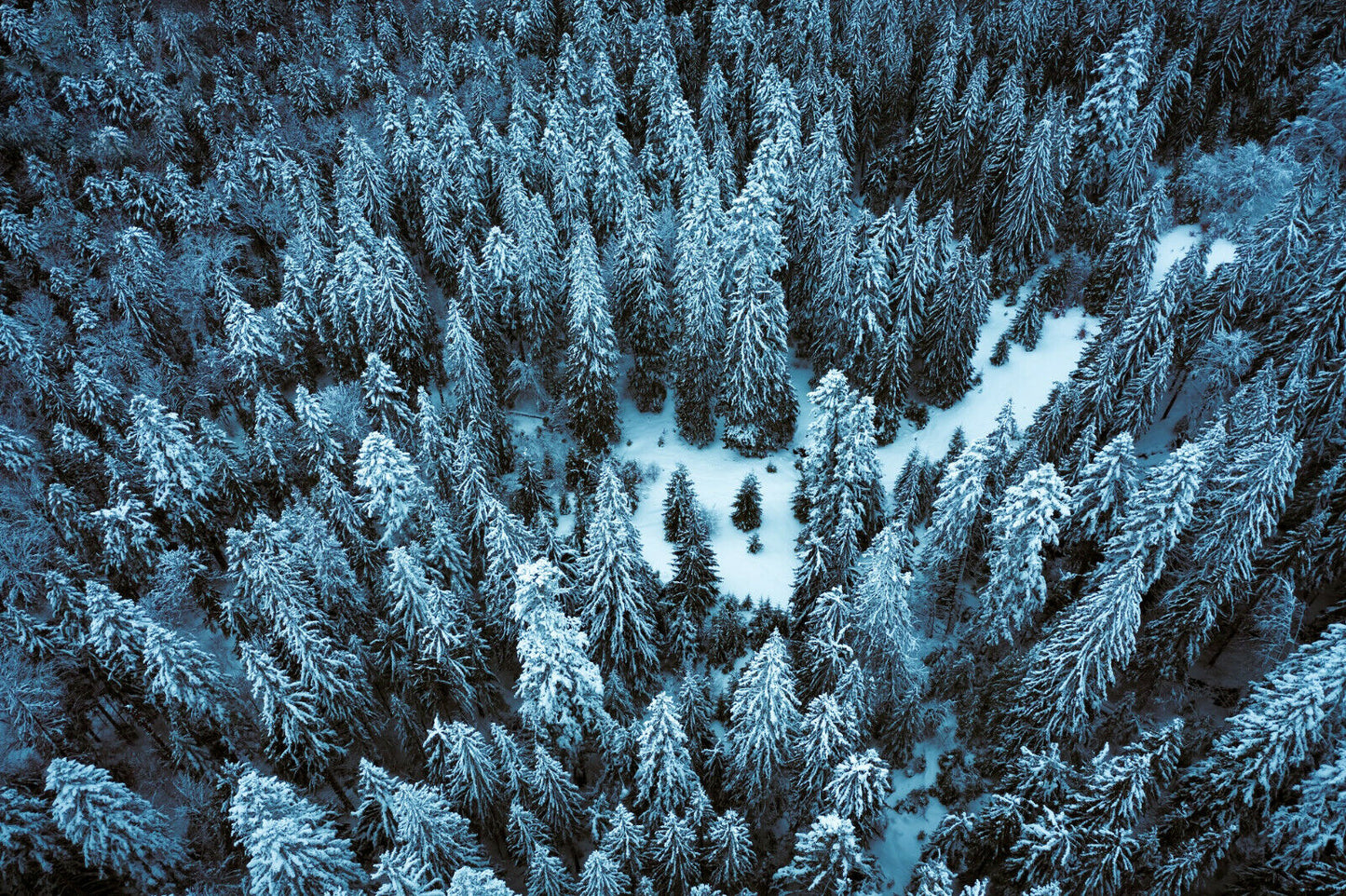 50 Colorado Blue Spruce Seeds - Picea Pungens Tree