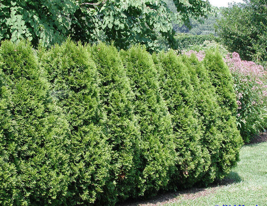 50 Thuja Tree Seeds - Thuja occidentalis