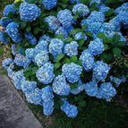 10 Royal Blue Hydrangea Seeds