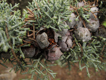 25 Arizona Cypress - Cupressus Arizonica Seeds