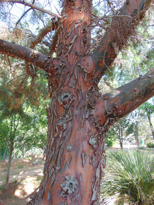 25 Arizona Cypress - Cupressus Arizonica Seeds