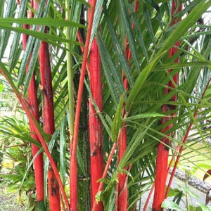 50 Costa Rico Red Moso Bamboo Seeds