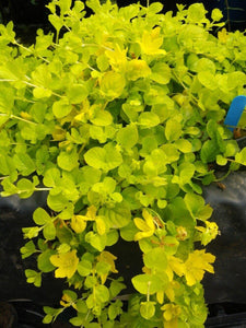 Live Creeping Jenny weed plant - Seed World