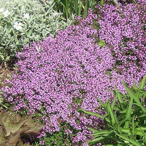 4000 Creeping Thyme Seeds - Thymus Serpyllum