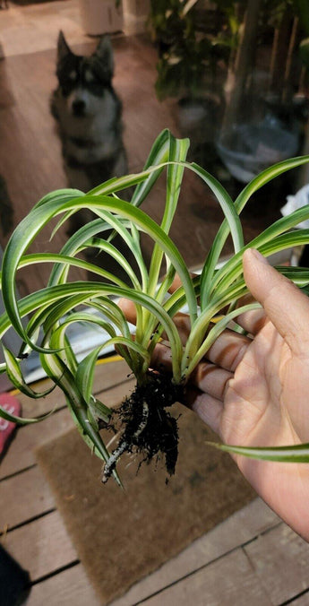2 Live Curly Spider Plant - Seed World