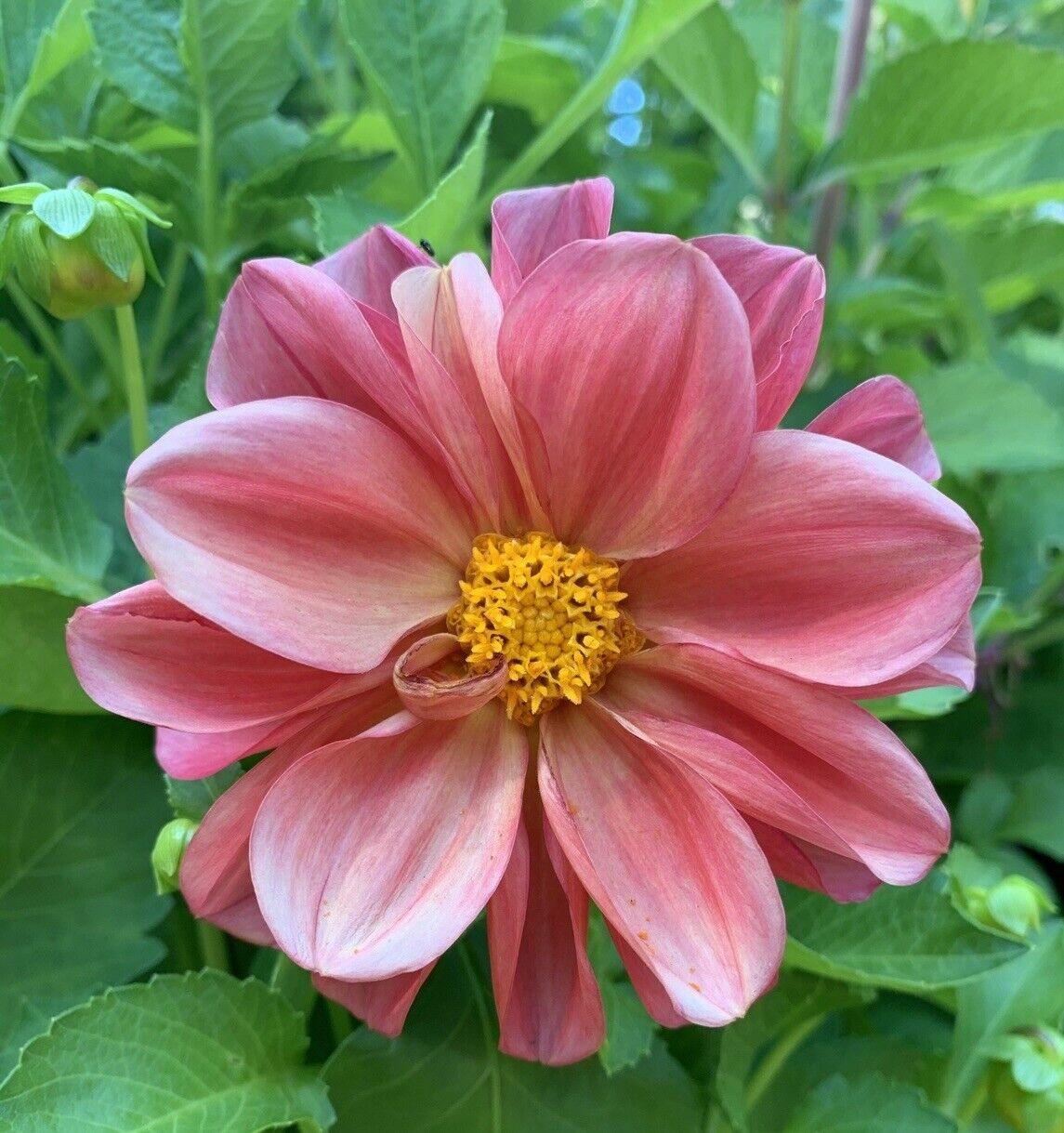 50 Dahlia Unwin Bedding Mix Seeds - Seed World