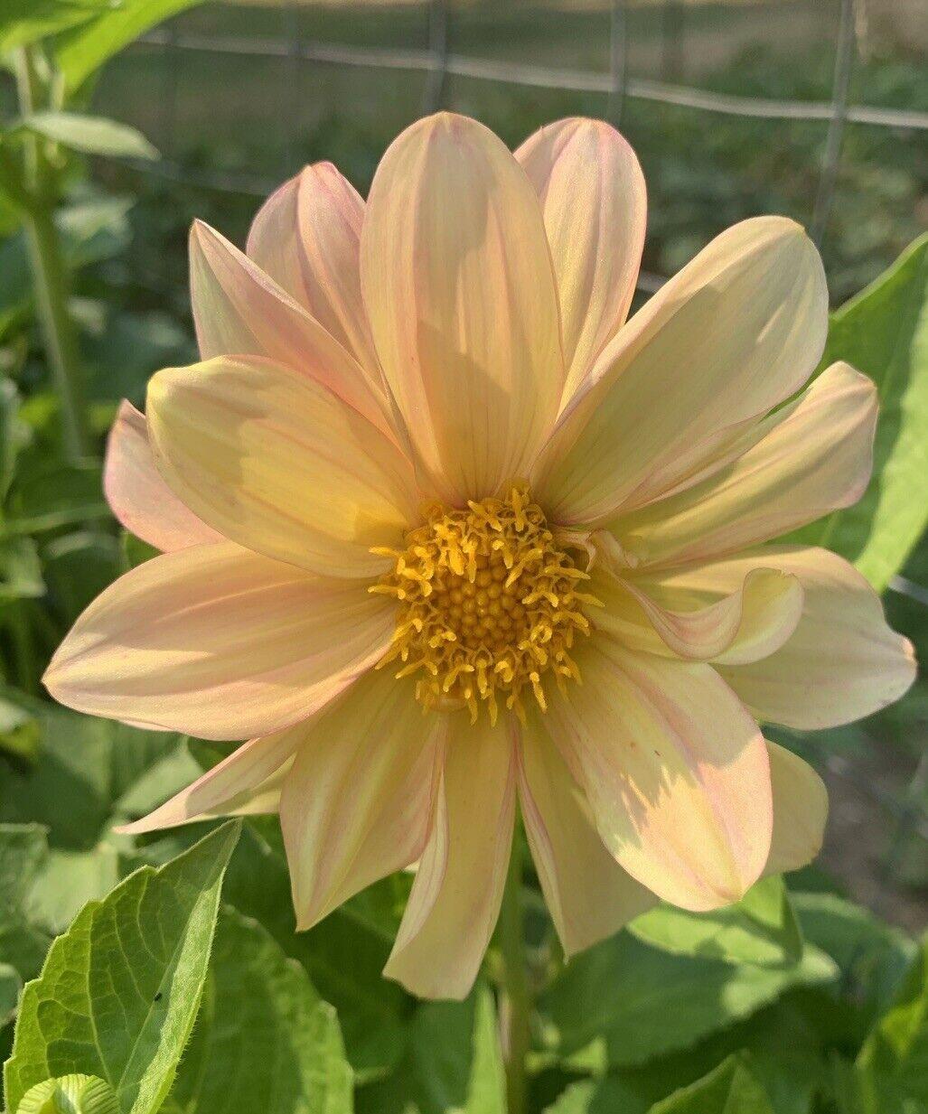 50 Dahlia Unwin Bedding Mix Seeds - Seed World